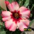 FF 703 - Rosa do Deserto