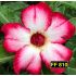 FF 810 - Rosa Do Deserto