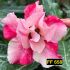 FF 658 - Rosa do Deserto