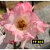 FF 651 - Rosa do Deserto