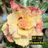 Mussella - FF 157 - Rosa do Deserto