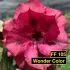 FF105 Wonder Color - Rosa do deserto