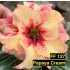 FF127 Papaya Cream - Rosa do deserto