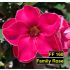 FF160 Family Rose - Rosa do deserto