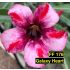 FF176 Galaxy Heart - Rosa do Deserto