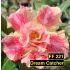 FF221 Dream Catcher - Rosa do deserto