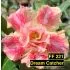 FF221 Dream Catcher - Rosa do deserto