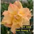FF226 Dun Huang II - Rosa do deserto