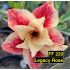 FF229 Legacy Rose - Rosa do deserto