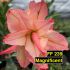 FF239 Magnificent - Rosa do deserto