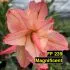 FF239 Magnificent - Rosa do deserto