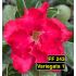 FF243 Variegata 1 - Rosa do Deserto