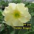 FF316 Golden Dragon - Rosa do deserto