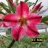 FF 506 - Rosa do deserto