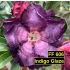 FF606 Indigo Glaze - Rosa do deserto