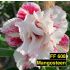 FF608 Mangosteen - Rosa do deserto