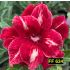 FF 634 - Rosa do deserto