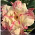 FF 638 - Rosa do deserto
