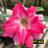 FF 693 - Rosa do deserto