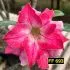 FF 693 - Rosa do deserto