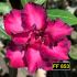 FF 853 - Rosa do Deserto