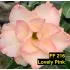 FF216 Lovely Pink - Rosa do deserto