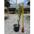 Muda de Belíssimas Flores Singelas sortida de semente - Rosa do Deserto
