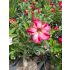 Muda de Belíssimas Flores Singelas sortida de semente - Rosa do Deserto