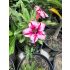 Muda de Belíssimas Flores Singelas sortida de semente - Rosa do Deserto