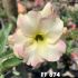 FF 674 - Rosa do deserto