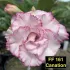 Canation FF 161 - Rosa do deserto