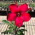 FF262 - Rosa do deserto