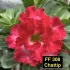 Chattip FF 308 - Rosa do deserto