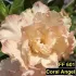Coral Angel FF 601 - Rosa do deserto