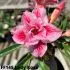 FF145 Lady Rose - Rosa do deserto