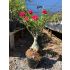 FF 849GG - Rosa do Deserto