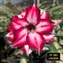 LM-650 FF365- Rosa do Deserto