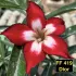 Dior FF 419 - Rosa do deserto