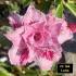 FF164 Luna - Rosa do deserto