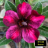 FF244 Brava- Rosa do Deserto