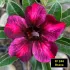 FF244 Brava- Rosa do Deserto