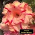 Golden Master FF273- Rosa do Deserto