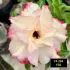 FF294 Filó - Rosa do Deserto