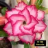 FF295 Maruko - Rosa do Deserto