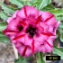 FF353- Rosa do Deserto