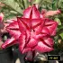 FF467- Rosa do Deserto