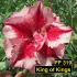 King of Kings FF 319 - Rosa do deserto