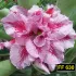 FF 630 - Rosa do deserto