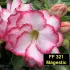 Magestic FF 321 - Rosa do deserto