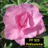 Pathumma FF 323 - Rosa do deserto